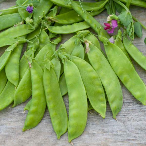 Légumes Secs - Pois Mangetout Corne de Bélier - 20 m - face recto